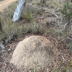 Nasutitermes exitiosus (Snouted termite, Gluegun termite) at Bruce, ACT - 29 May 2024 by DonFletcher