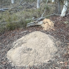 Nasutitermes exitiosus (Snouted termite, Gluegun termite) at Bruce, ACT - 30 May 2024 by DonFletcher