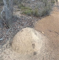 Nasutitermes exitiosus (Snouted termite, Gluegun termite) at Bruce, ACT - 29 May 2024 by DonFletcher