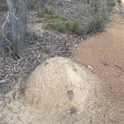 Nasutitermes exitiosus (Snouted termite, Gluegun termite) at Bruce, ACT - 29 May 2024 by DonFletcher