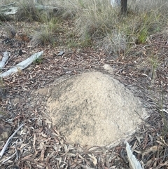 Nasutitermes exitiosus (Snouted termite, Gluegun termite) at Aranda, ACT - 30 May 2024 by DonFletcher
