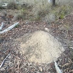 Nasutitermes exitiosus (Snouted termite, Gluegun termite) at Aranda, ACT - 29 May 2024 by DonFletcher