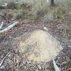 Nasutitermes exitiosus at Aranda, ACT - 30 May 2024