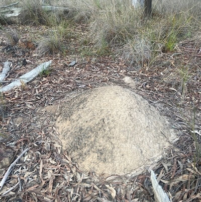 Nasutitermes exitiosus (Snouted termite, Gluegun termite) at Aranda, ACT - 30 May 2024 by DonFletcher