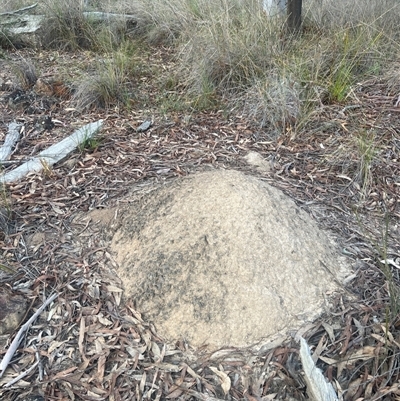 Nasutitermes exitiosus (Snouted termite, Gluegun termite) at Aranda, ACT - 29 May 2024 by DonFletcher