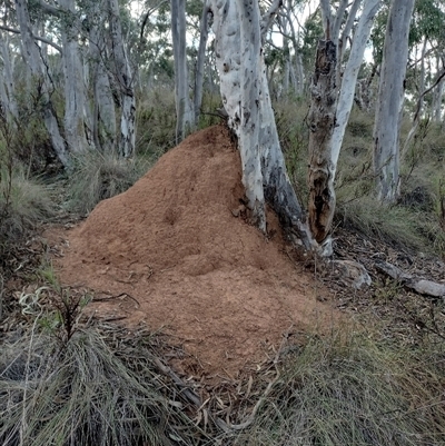 Nasutitermes exitiosus (Snouted termite, Gluegun termite) at Campbell, ACT - 30 May 2024 by DonFletcher