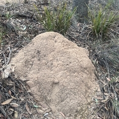 Nasutitermes exitiosus (Snouted termite, Gluegun termite) at Aranda, ACT - 30 May 2024 by DonFletcher