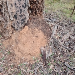 Nasutitermes exitiosus (Snouted termite, Gluegun termite) at Hackett, ACT - 30 May 2024 by DonFletcher