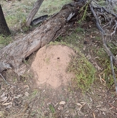 Nasutitermes exitiosus (Snouted termite, Gluegun termite) at Hackett, ACT - 29 May 2024 by DonFletcher