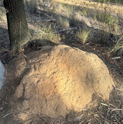 Nasutitermes exitiosus (Snouted termite, Gluegun termite) at Aranda, ACT - 30 May 2024 by DonFletcher