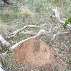 Nasutitermes exitiosus (Snouted termite, Gluegun termite) at Watson, ACT - 29 May 2024 by DonFletcher