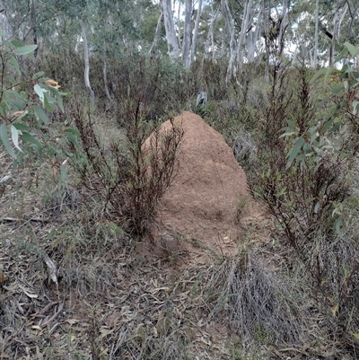 Nasutitermes exitiosus (Snouted termite, Gluegun termite) at Campbell, ACT - 29 May 2024 by DonFletcher