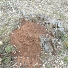 Nasutitermes exitiosus (Snouted termite, Gluegun termite) at Watson, ACT - 29 May 2024 by DonFletcher