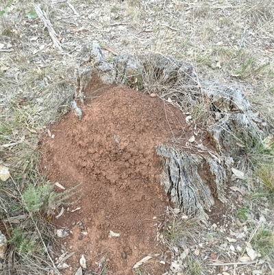 Nasutitermes exitiosus (Snouted termite, Gluegun termite) at Watson, ACT - 29 May 2024 by DonFletcher