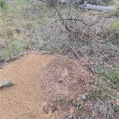 Nasutitermes exitiosus (Snouted termite, Gluegun termite) at Hackett, ACT - 29 May 2024 by DonFletcher