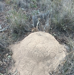 Nasutitermes exitiosus (Snouted termite, Gluegun termite) at Aranda, ACT - 30 May 2024 by DonFletcher