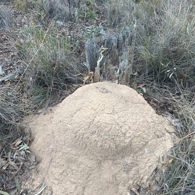 Nasutitermes exitiosus (Snouted termite, Gluegun termite) at Aranda, ACT - 30 May 2024 by DonFletcher