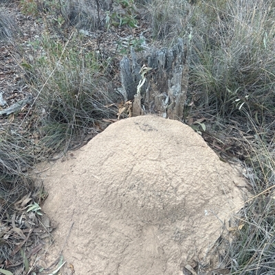 Nasutitermes exitiosus (Snouted termite, Gluegun termite) at Aranda, ACT - 29 May 2024 by DonFletcher