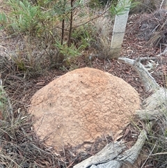 Nasutitermes exitiosus (Snouted termite, Gluegun termite) at Aranda, ACT - 29 May 2024 by DonFletcher