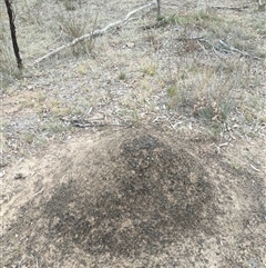 Nasutitermes exitiosus (Snouted termite, Gluegun termite) at Watson, ACT - 29 May 2024 by DonFletcher