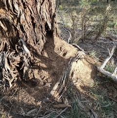 Nasutitermes exitiosus (Snouted termite, Gluegun termite) at Watson, ACT - 30 May 2024 by DonFletcher