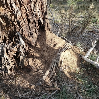 Nasutitermes exitiosus (Snouted termite, Gluegun termite) at Watson, ACT - 29 May 2024 by DonFletcher