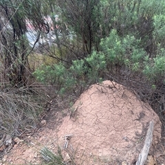 Nasutitermes exitiosus (Snouted termite, Gluegun termite) at Aranda, ACT - 29 May 2024 by DonFletcher