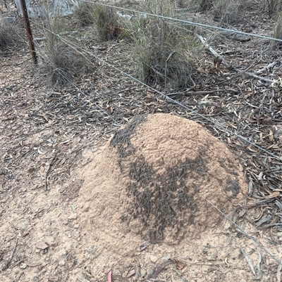 Nasutitermes exitiosus (Snouted termite, Gluegun termite) at Aranda, ACT - 29 May 2024 by DonFletcher