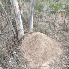 Nasutitermes exitiosus (Snouted termite, Gluegun termite) at Watson, ACT - 29 May 2024 by DonFletcher