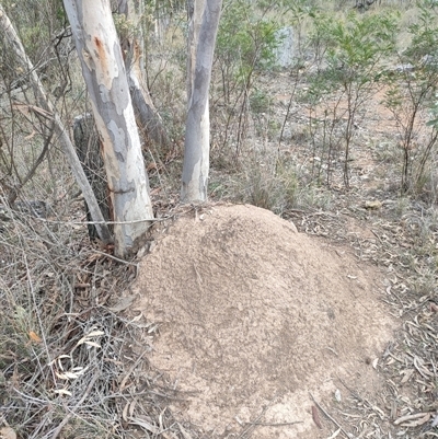 Nasutitermes exitiosus (Snouted termite, Gluegun termite) at Watson, ACT - 29 May 2024 by DonFletcher