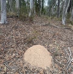 Nasutitermes exitiosus (Snouted termite, Gluegun termite) at Aranda, ACT - 29 May 2024 by DonFletcher