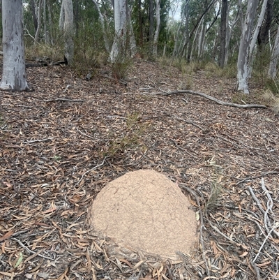 Nasutitermes exitiosus (Snouted termite, Gluegun termite) at Aranda, ACT - 29 May 2024 by DonFletcher