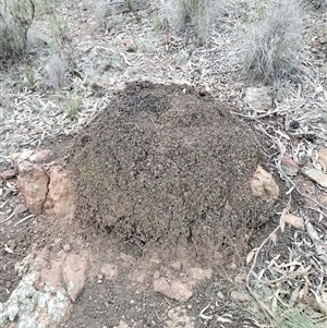 Nasutitermes exitiosus at Campbell, ACT - 30 May 2024