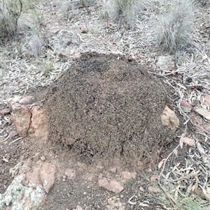 Nasutitermes exitiosus at Campbell, ACT - suppressed