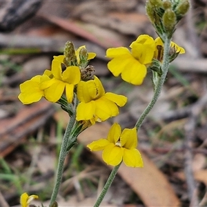 Goodenia bellidifolia at Gundary, NSW - 17 Nov 2024