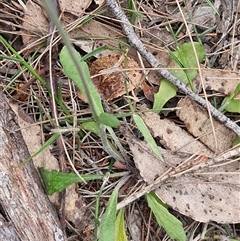 Goodenia bellidifolia at Gundary, NSW - 17 Nov 2024