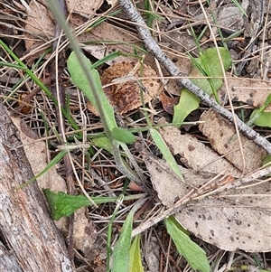 Goodenia bellidifolia at Gundary, NSW - 17 Nov 2024