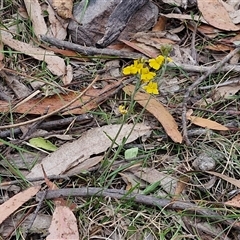 Goodenia bellidifolia at Gundary, NSW - 17 Nov 2024