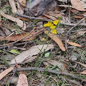 Goodenia bellidifolia at Gundary, NSW - 17 Nov 2024 02:04 PM