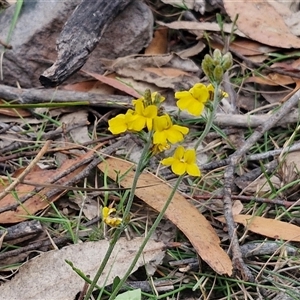 Goodenia bellidifolia at Gundary, NSW - 17 Nov 2024