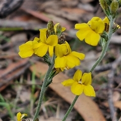 Goodenia bellidifolia at Gundary, NSW - 17 Nov 2024 02:04 PM