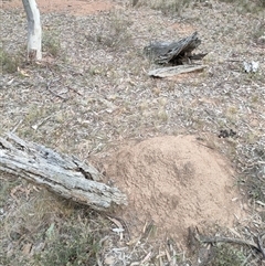 Nasutitermes exitiosus (Snouted termite, Gluegun termite) at Watson, ACT - 29 May 2024 by DonFletcher