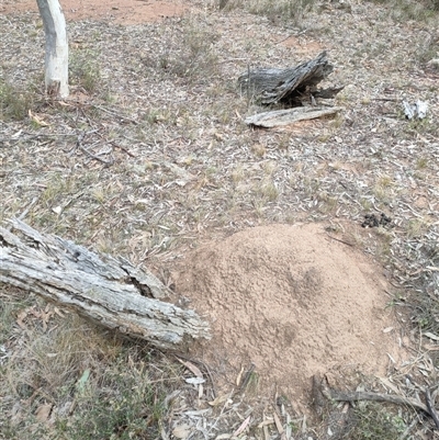 Nasutitermes exitiosus (Snouted termite, Gluegun termite) at Watson, ACT - 30 May 2024 by DonFletcher