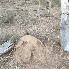 Nasutitermes exitiosus (Snouted termite, Gluegun termite) at Watson, ACT - 29 May 2024 by DonFletcher