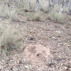 Nasutitermes exitiosus (Snouted termite, Gluegun termite) at Campbell, ACT - 29 May 2024 by DonFletcher