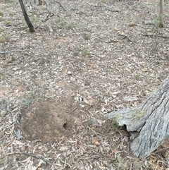 Nasutitermes exitiosus (Snouted termite, Gluegun termite) at Watson, ACT - 29 May 2024 by DonFletcher