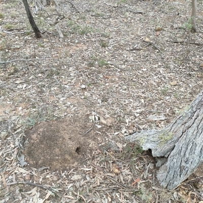 Nasutitermes exitiosus (Snouted termite, Gluegun termite) at Watson, ACT - 30 May 2024 by DonFletcher