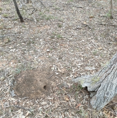 Nasutitermes exitiosus (Snouted termite, Gluegun termite) at Watson, ACT - 29 May 2024 by DonFletcher