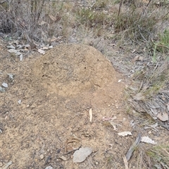 Nasutitermes exitiosus (Snouted termite, Gluegun termite) at Hackett, ACT - 30 May 2024 by DonFletcher