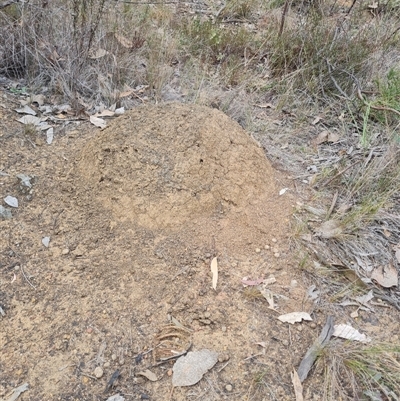 Nasutitermes exitiosus (Snouted termite, Gluegun termite) at Hackett, ACT - 30 May 2024 by DonFletcher